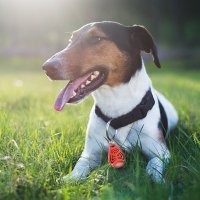TICKLESS PET kisállatra való kullancsriasztó
