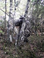3D camo - komplett